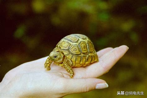 王八是烏龜還是鱉|千年王八萬年龜：王八、烏龜、鱉、甲魚有什麼區別？。